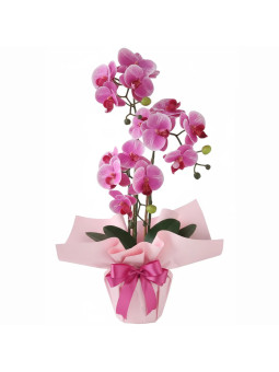 Růžová orchidej v květináči  - KrasneKvetiny.cz